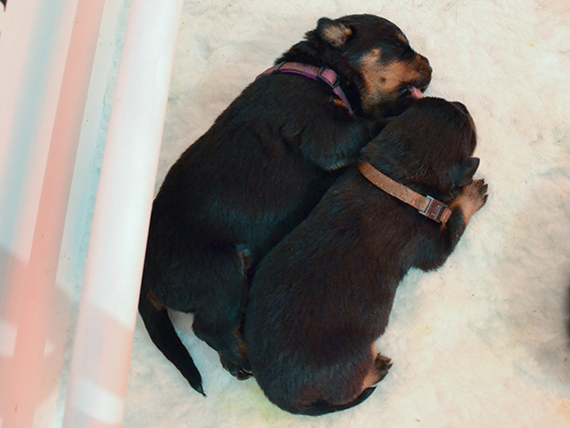 puppy's I-nest week 2